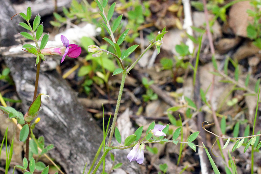 Vicia sativa